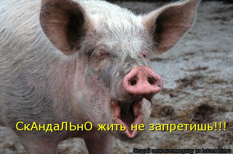 Котоматрица: СкАндаЛЬнО жить не запретишь!!!