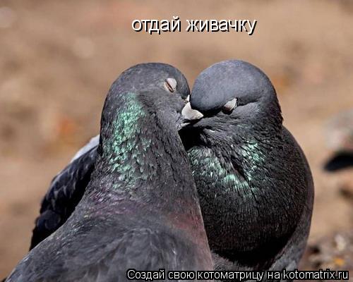 Котоматрица: отдай живачку