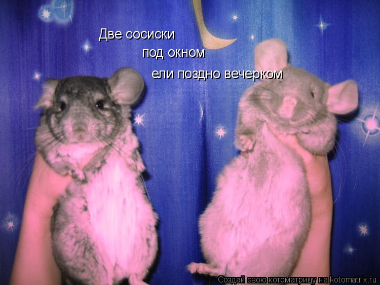Котоматрица: Две сосиски под окном ели поздно вечерком