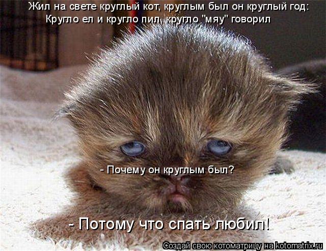 Котоматрица: Жил на свете круглый кот, круглым был он круглый год: Кругло ел и кругло пил, кругло "мяу" говорил - Почему он круглым был? - Потому что спать лю