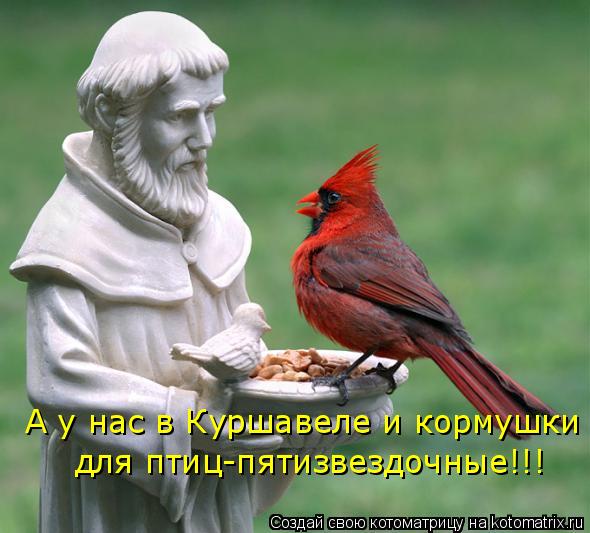 А у нас в Куршавеле и кормушки для птиц-пятизвездочные!!!... Котоматрица: А у нас в Куршавеле и кормушки для птиц-пятизвездочные!!!