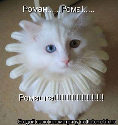 Котоматрица: Роман!.....Рома!..... Ромашка!!!!!!!!!!!!!!!!!!!!