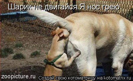 Шарик не двигайся.Я нос грею... Котоматрица: Шарик не двигайся.Я нос грею