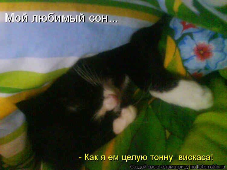 Котоматрица: Мой любимый сон... - Как я ем целую тонну  вискаса!