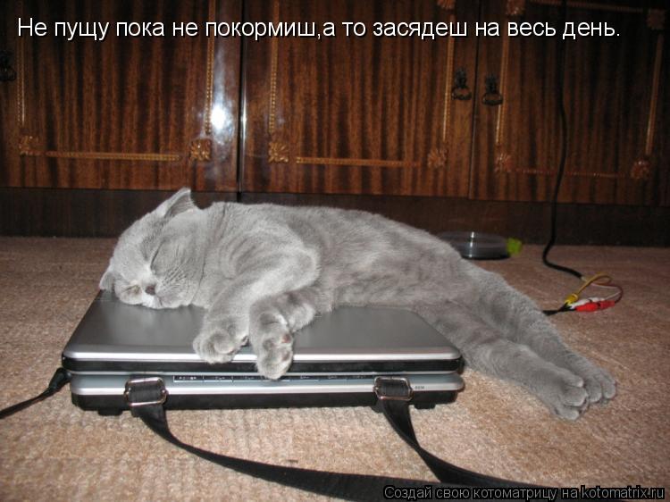 Не пущу пока не покормиш,а то засядеш на весь день.... Котоматрица: Не пущу пока не покормиш,а то засядеш на весь день.