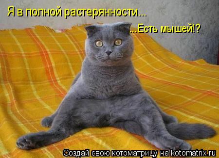 Котоматрица: Я в полной растерянности... ...Есть мышей!?
