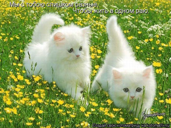 Мы с тобою слишком разные, Чтобы жить в одном раю.... Котоматрица: Мы с тобою слишком разные, Чтобы жить в одном раю.