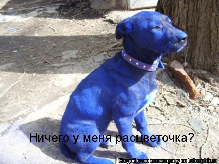 Котоматрица: Ничего у меня расцветочка?