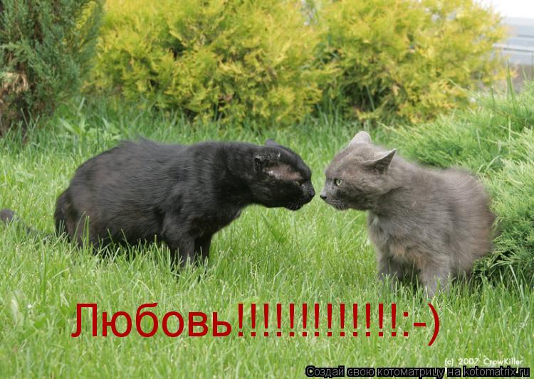 Котоматрица: Любовь!!!!!!!!!!!!!:-)
