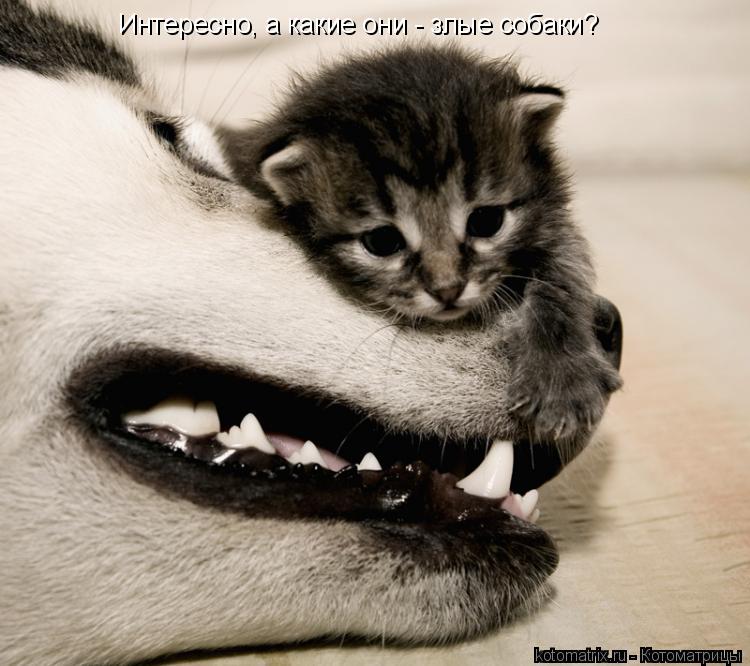 Котоматрица: Интересно, а какие они - злые собаки?