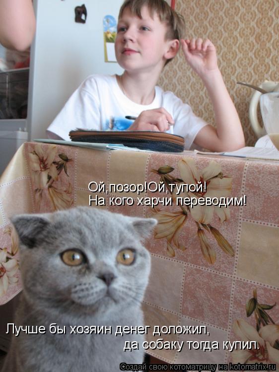 Котоматрица: Ой,позор!Ой,тупой! На кого харчи переводим! Лучше бы хозяин денег доложил, да собаку тогда купил.