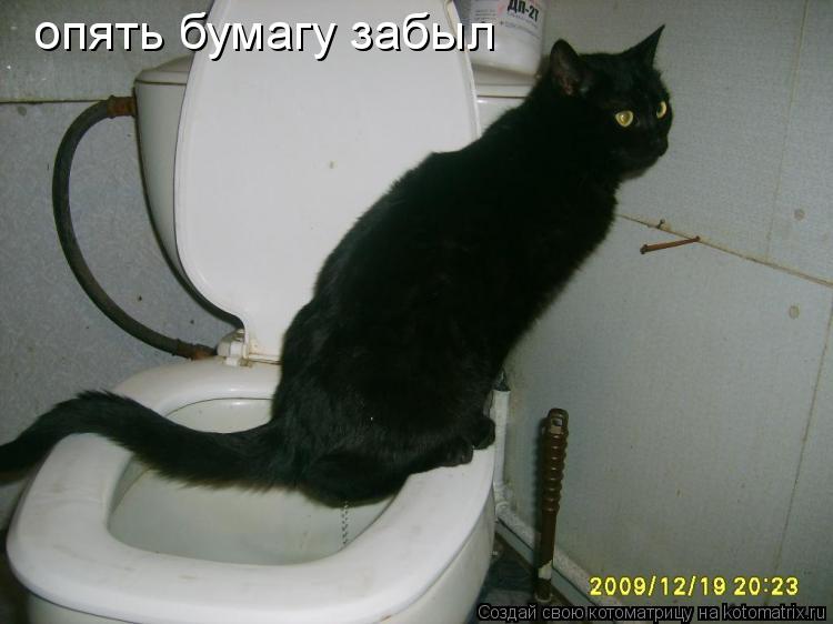 Котоматрица: опять бумагу забыл