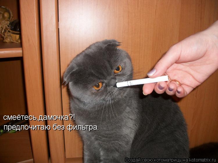 Котоматрица: смеётесь,дамочка?! предпочитаю без фильтра.