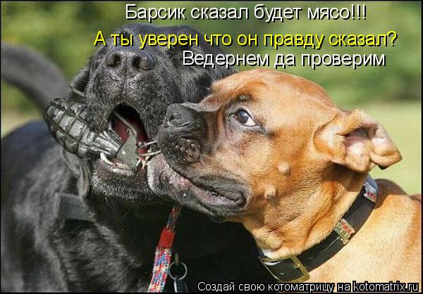 Барсик сказал будет мясо!!! А ты уверен что он правду сказал? Ведернем да проверим... Котоматрица: Барсик сказал будет мясо!!! А ты уверен что он правду сказал? Ведернем да проверим