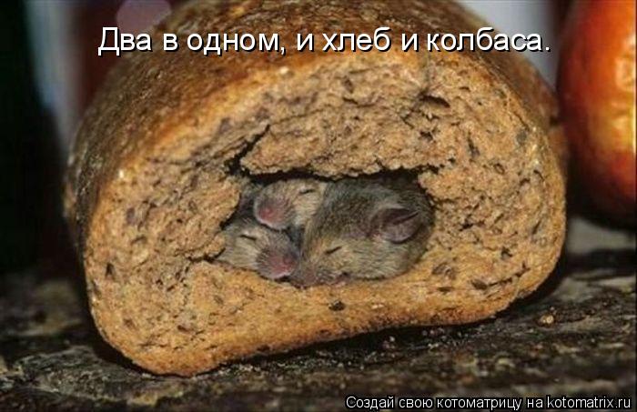 Котоматрица: Два в одном, и хлеб и колбаса.
