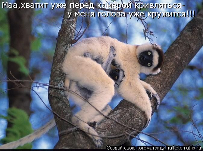 Котоматрица: Маа,хватит уже перед камерой кривляться- у меня голова уже кружится!!!