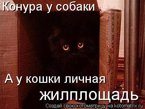 Конура у собаки А у кошки личная жилплощадь... Котоматрица: Конура у собаки А у кошки личная жилплощадь