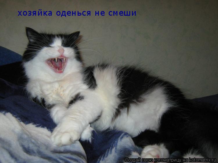 Котоматрица: хозяйка оденься не смеши