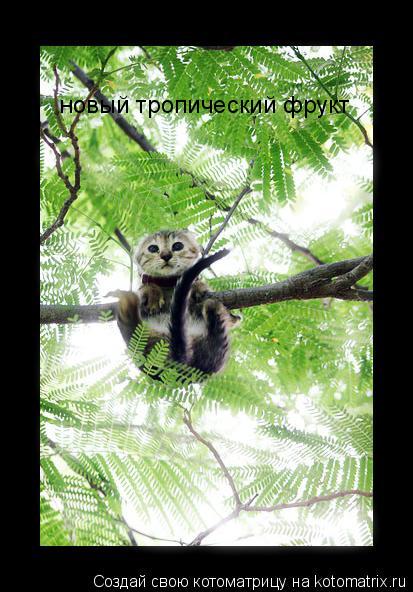 Котоматрица: новый тропический фрукт