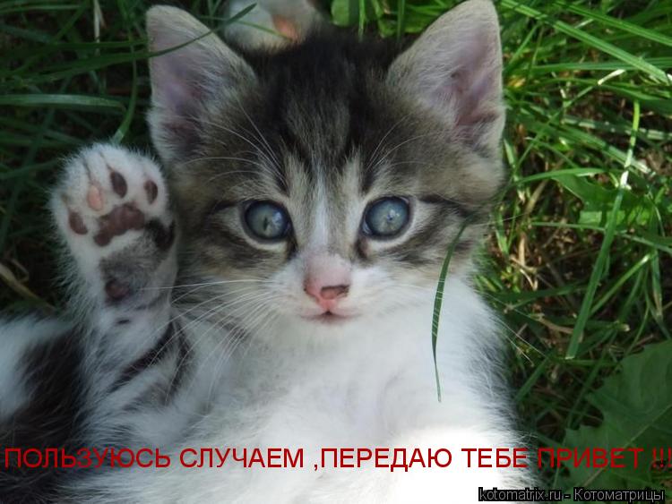 ПОЛЬЗУЮСЬ СЛУЧАЕМ ,ПЕРЕДАЮ ТЕБЕ ПРИВЕТ !!!!... Котоматрица: ПОЛЬЗУЮСЬ СЛУЧАЕМ ,ПЕРЕДАЮ ТЕБЕ ПРИВЕТ !!!!