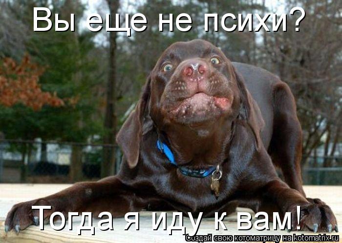 Вы еще не психи? Тогда я иду к вам!... Котоматрица: Вы еще не психи? Тогда я иду к вам!