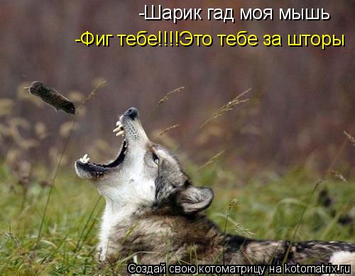 Котоматрица: -Шарик гад моя мышь -Фиг тебе!!!!Это тебе за шторы