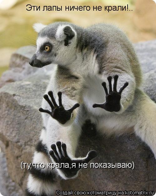 Котоматрица: Эти лапы ничего не крали!.. (ту,что крала,я не показываю)