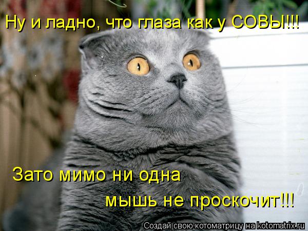 Котоматрица: Ну и ладно, что глаза как у СОВЫ!!! Зато мимо ни одна  мышь не проскочит!!!