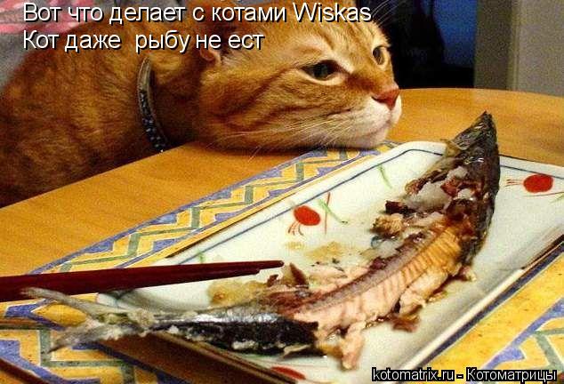 Вот что делает с котами Wiskas Кот даже рыбу не ест... Котоматрица: Вот что делает с котами Wiskas Кот даже рыбу не ест