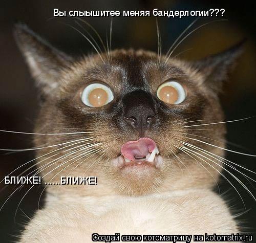 Вы слыышитее меняя бандерлогии??? БЛИЖЕ! ......БЛИЖЕ!... Котоматрица: Вы слыышитее меняя бандерлогии??? БЛИЖЕ! ......БЛИЖЕ!