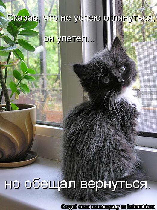Сказав, что не успею оглянуться, он улетел... но обещал вернуться.... Котоматрица: Сказав, что не успею оглянуться, он улетел... но обещал вернуться.