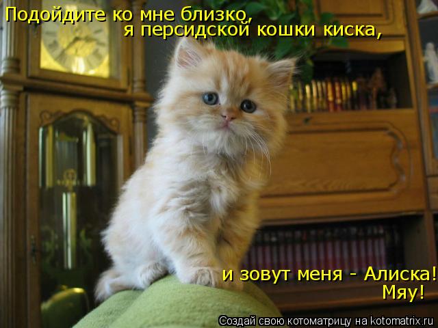 Котоматрица: Подойдите ко мне близко, я персидской кошки киска,  и зовут меня - Алиска!  Мяу!