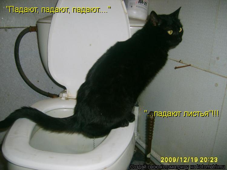 "Падают, падают, падают...." "...падают листья"!!!... Котоматрица: "Падают, падают, падают...." "...падают листья"!!!