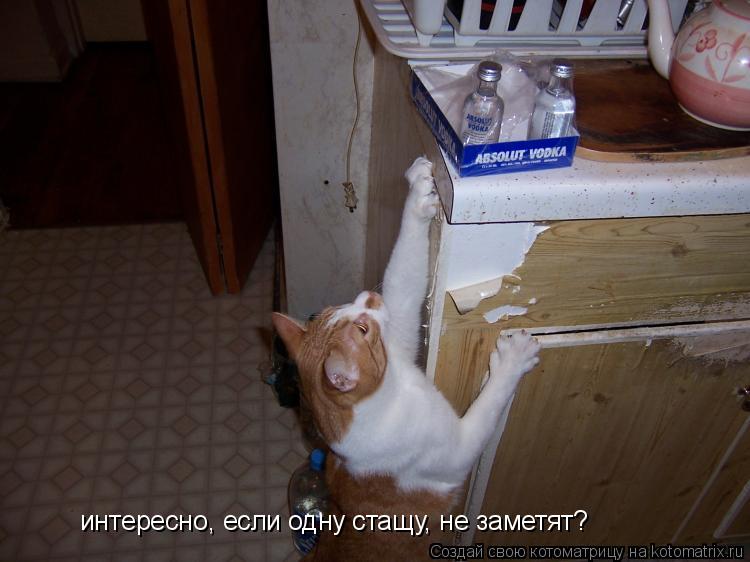 интересно, если одну стащу, не заметят?... Котоматрица: интересно, если одну стащу, не заметят?