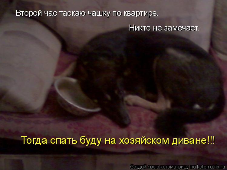 Второй час таскаю чашку по квартире. Никто не замечает. Тогда спать буду на хозяйском диване!!!... Котоматрица: Второй час таскаю чашку по квартире. Никто не замечает. Тогда спать буду на хозяйском диване!!!