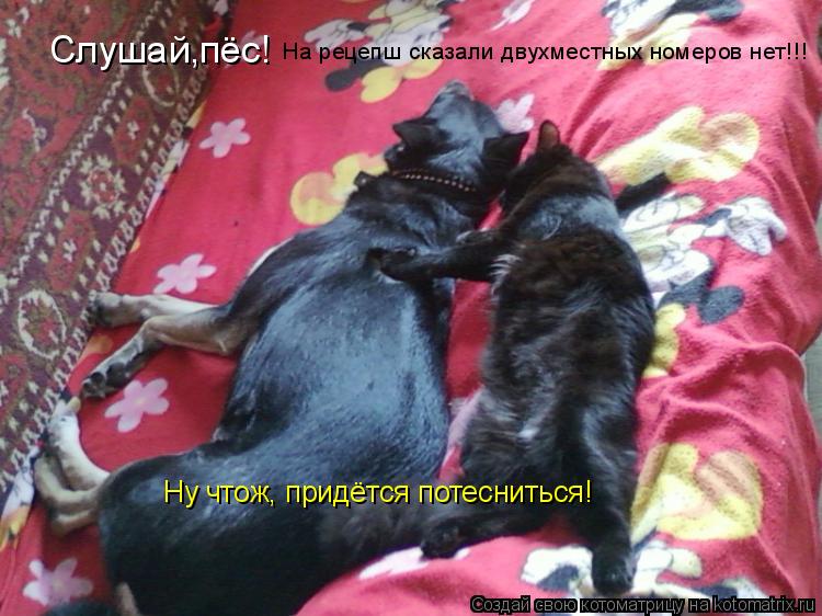 Котоматрица: Слушай,пёс!  На рецепш сказали двухместных номеров нет!!! Ну чтож, придётся потесниться!