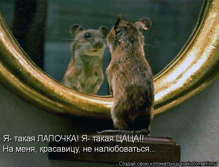 Котоматрица: Я- такая ЛАПОЧКА! Я- такая ЦАЦА!! На меня, красавицу, не налюбоваться...