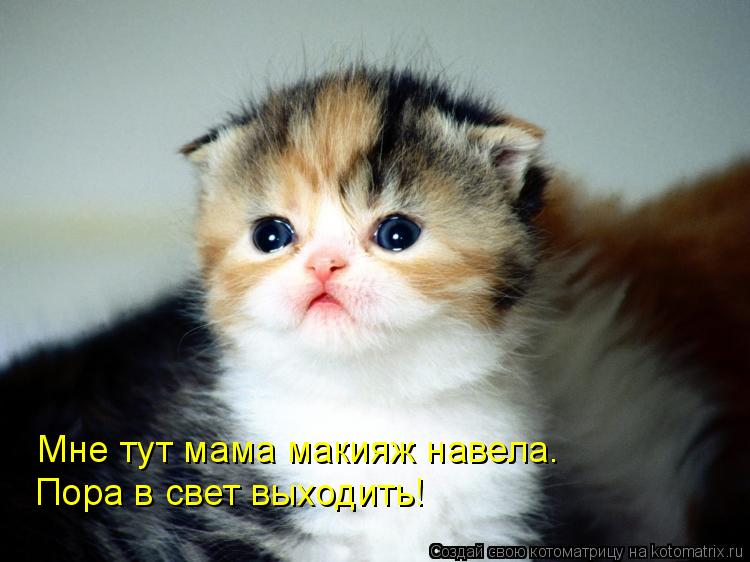 Котоматрица: Мне тут мама макияж навела.  Пора в свет выходить!