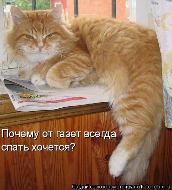 Почему от газет всегда спать хочется?... Котоматрица: Почему от газет всегда спать хочется?