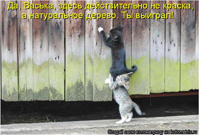 Котоматрица: Да, Васька, здесь действительно не краска,  а натуральное дерево. Ты выиграл!