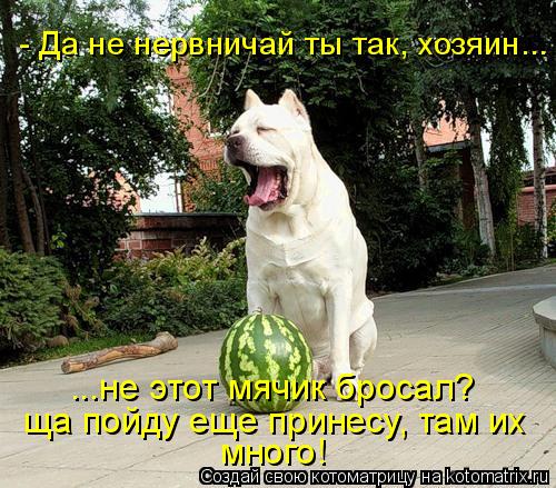 - Да не нервничай ты так, хозяин... ...не этот мячик бросал? ща пойду еще принесу, там их много!... Котоматрица: - Да не нервничай ты так, хозяин... ...не этот мячик бросал? ща пойду еще принесу, там их много!