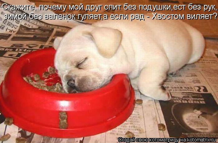 Котоматрица: Скажите, почему мой друг спит без подушки,ест без рук, зимой без валенок гуляет,а если рад - Хвостом виляет?