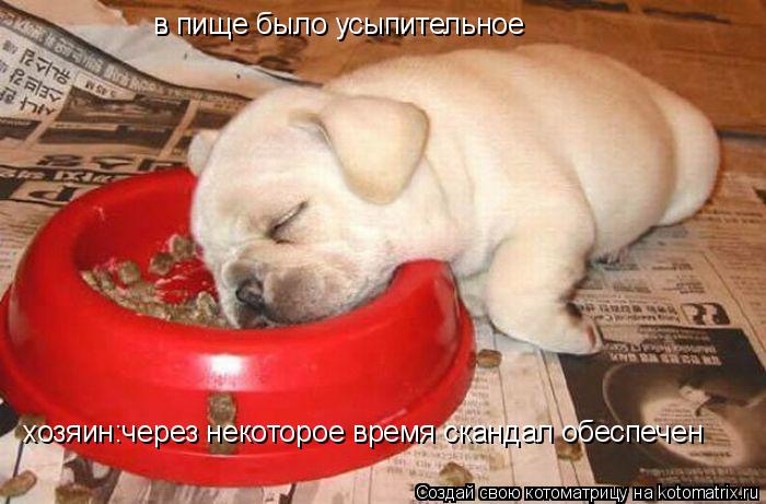 Котоматрица: в пище было усыпительное хозяин:через некоторое время скандал обеспечен