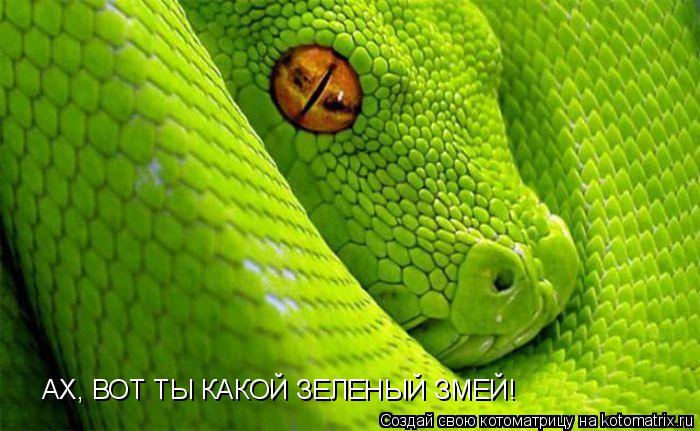 Котоматрица: АХ, ВОТ ТЫ КАКОЙ ЗЕЛЕНЫЙ ЗМЕЙ!