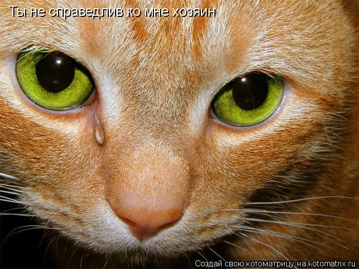 Котоматрица: Ты не справедлив ко мне хозяин