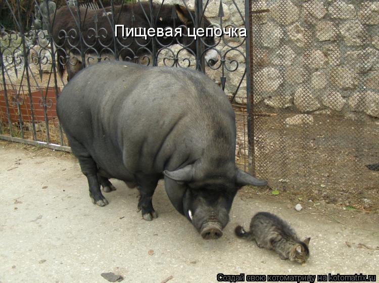 Котоматрица: Пищевая цепочка