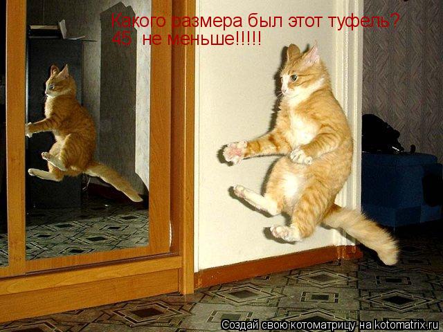 Котоматрица: Какого размера был этот туфель?  45  не меньше!!!!!