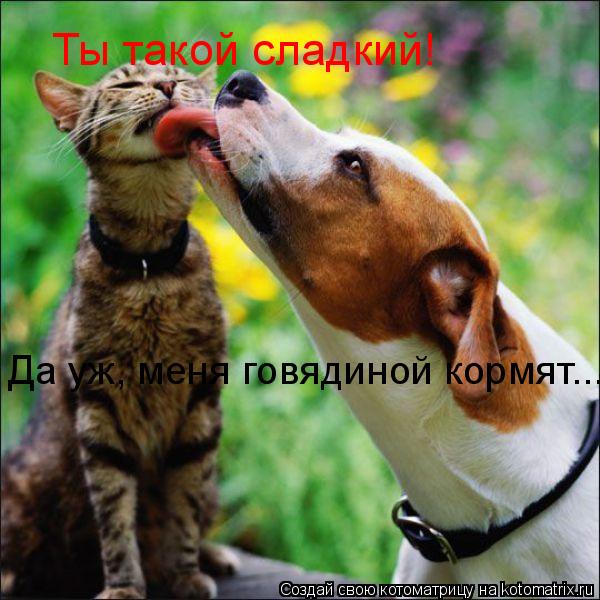 Котоматрица: Ты такой сладкий! Да уж, меня говядиной кормят...