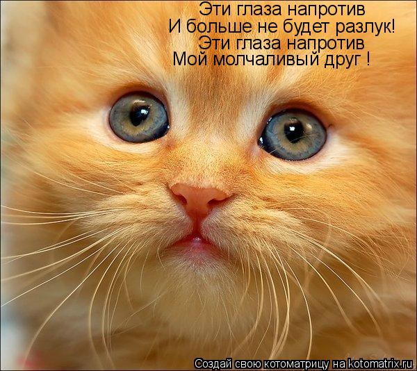 Котоматрица: Эти глаза напротив И больше не будет разлук! Эти глаза напротив Мой молчаливый друг !