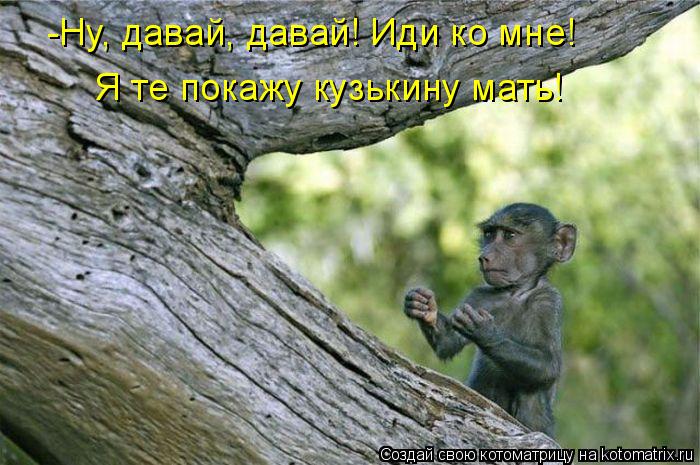 Котоматрица: -Ну, давай, давай! Иди ко мне!  Я те покажу кузькину мать!